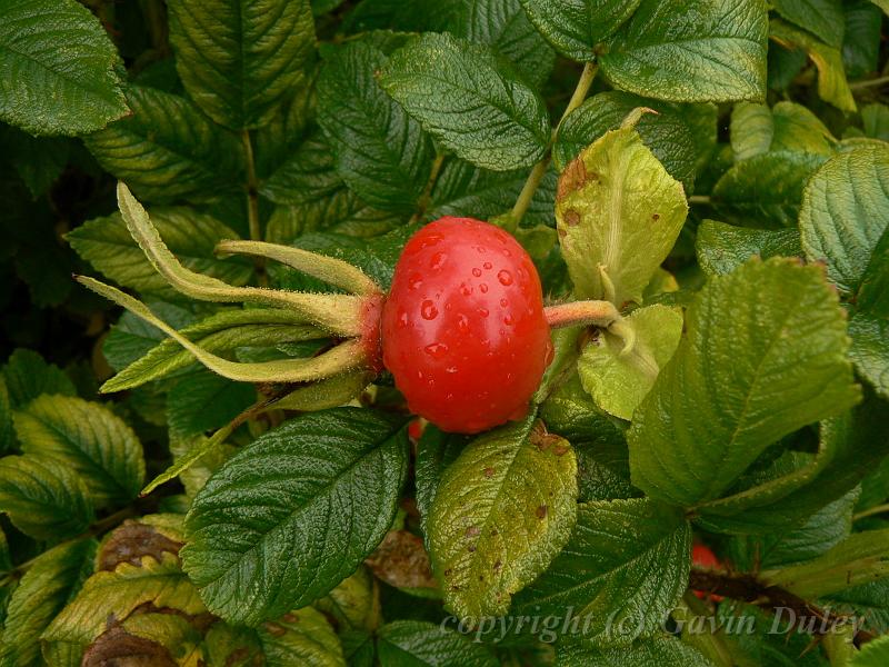 Rosehip, Sissinghurst Castle gardens P1120883.JPG